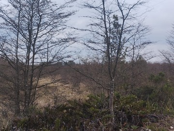 Venta / Parcela / Maullín