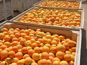 muestra producción naranjas 