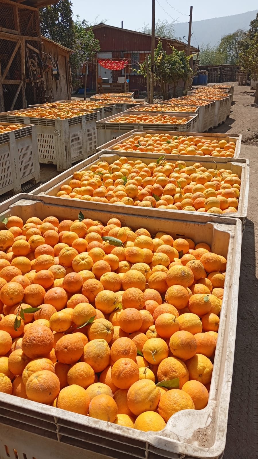 muestra producción naranjas 