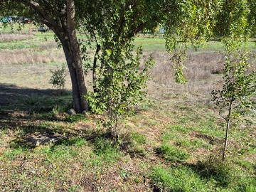 Imagen 4