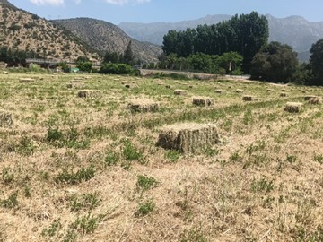 Venta / Parcela / Mostazal