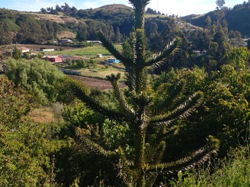 Imagen 12