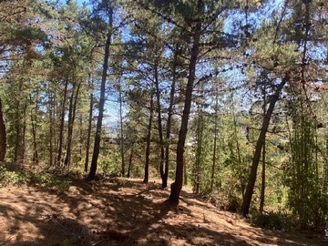 Venta / Parcela / Navidad