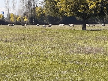 Venta / Parcela / Ñiquén