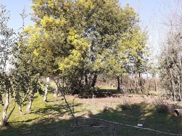 Venta / Parcela / Ñiquén