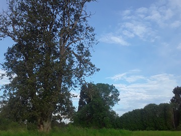 Terreno plano con árboles grandes