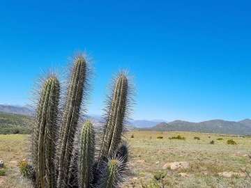 Venta / Parcela / Ovalle