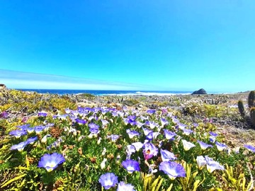 Venta / Parcela / Ovalle