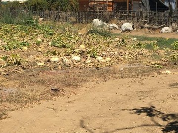 Venta / Parcela / Paine