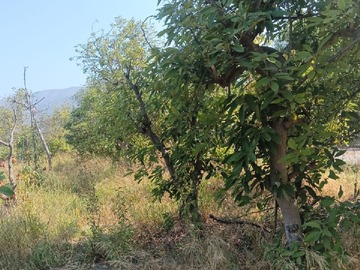 INTERIOR DE LA PARCELA