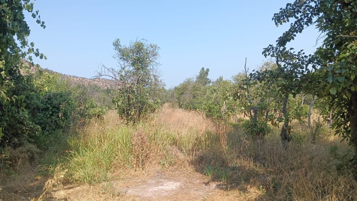 PALTOS