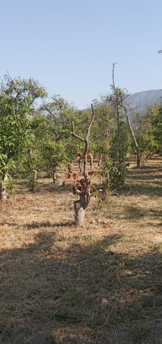 PALTOS