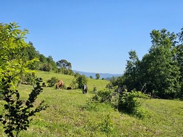 Venta / Parcela / Panguipulli