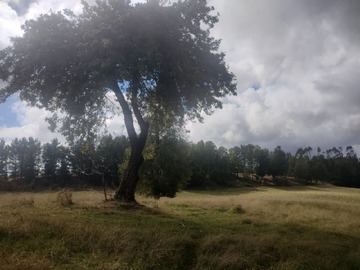 Venta / Parcela / Panguipulli