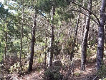 Venta / Parcela / Paredones