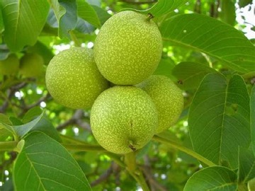 Venta / Parcela / Parral