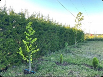 Arboles nativos, ornamentales y frutales