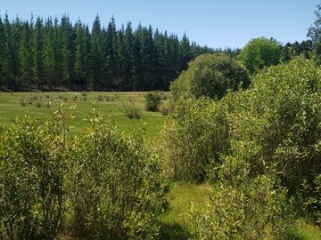 Venta / Parcela / Parral