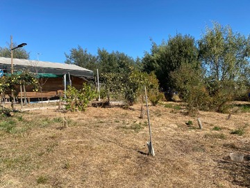 arboles frutales