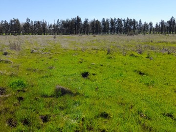 Venta / Parcela / Pelarco