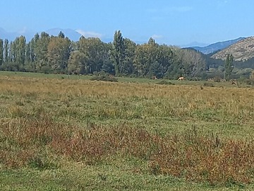 Bosque