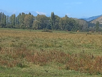 Bosque