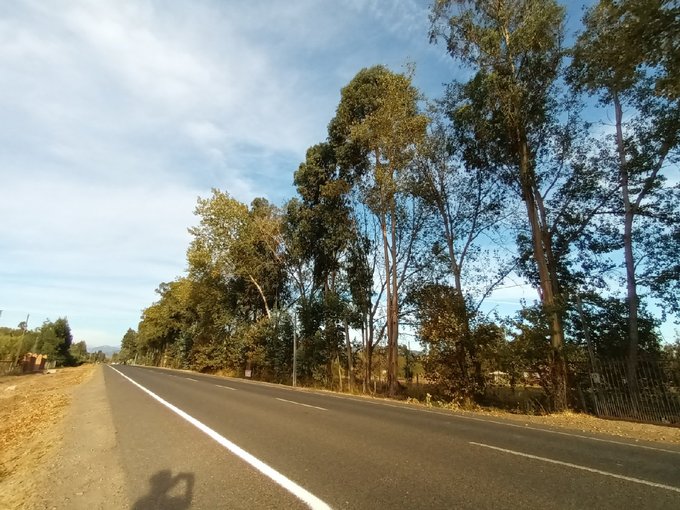 Orilla de camino