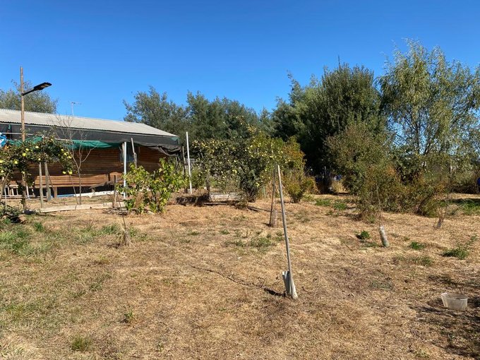 arboles frutales