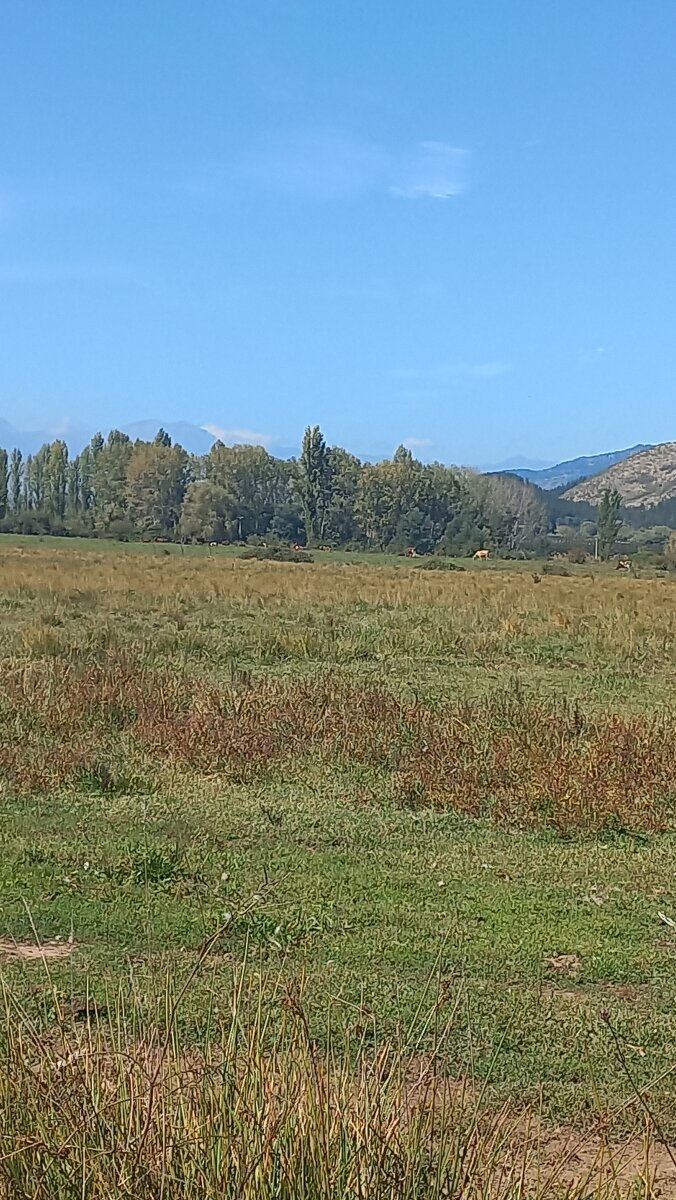 Bosque
