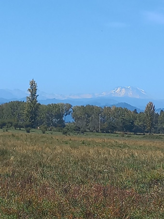 Bosque