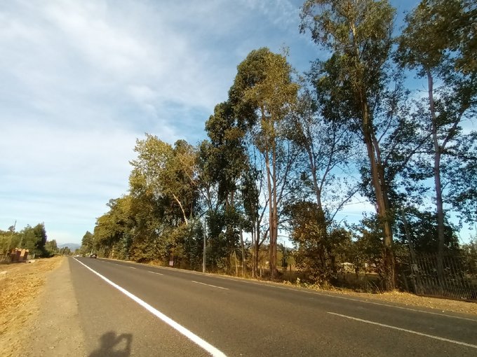 Orilla de camino