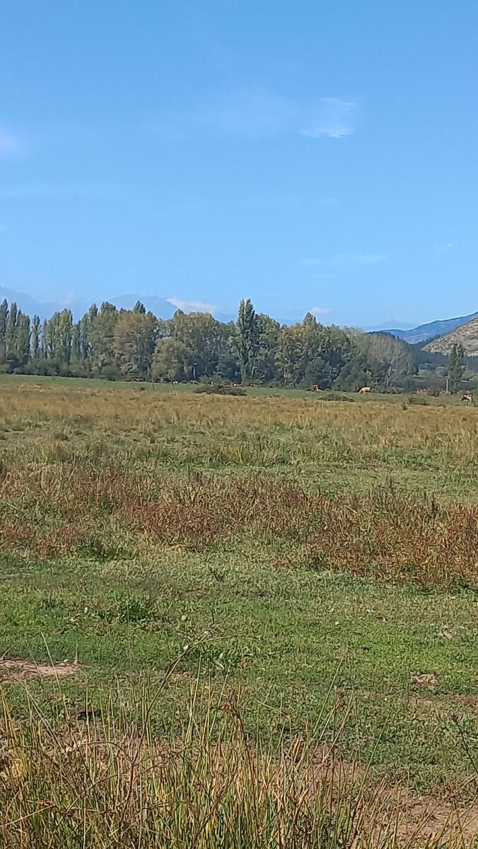 Bosque