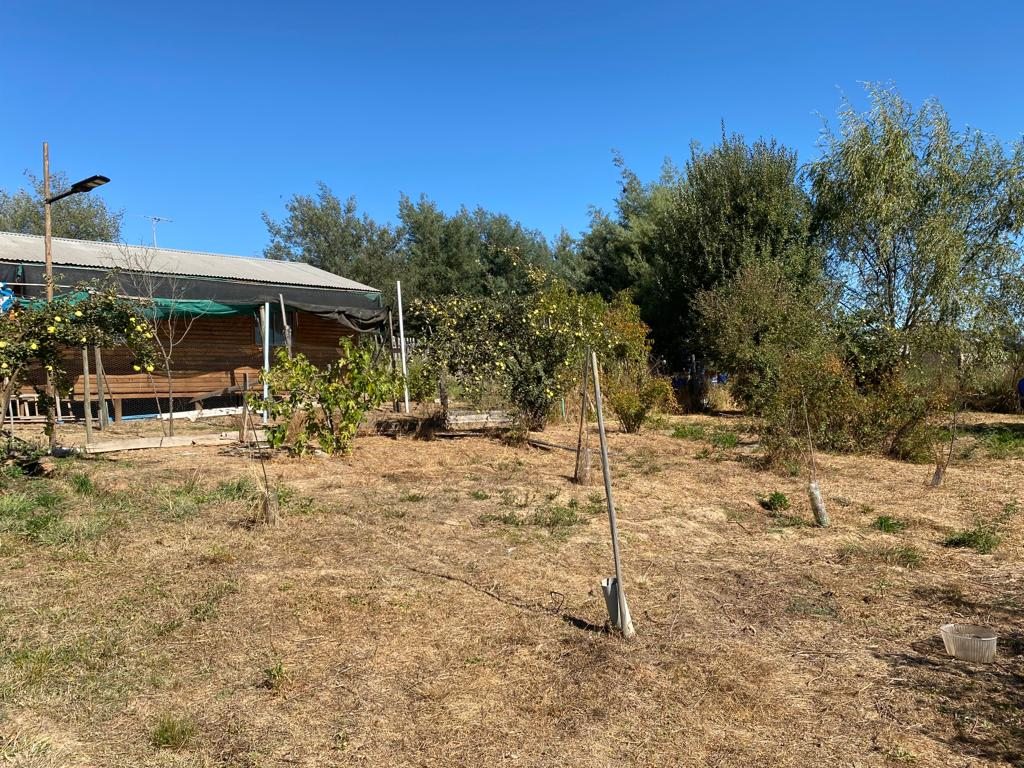 arboles frutales