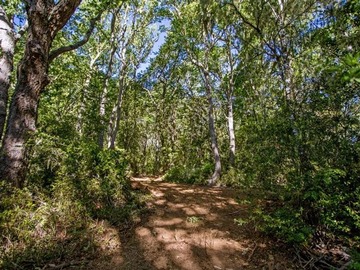 Venta / Parcela / Pelluhue