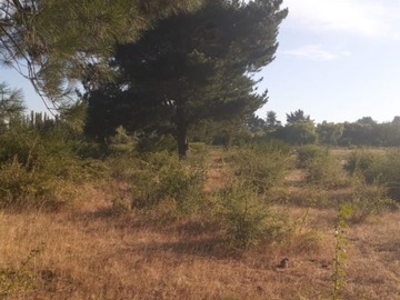 Venta / Parcela / Pemuco