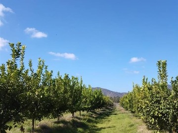 Venta / Parcela / Peralillo