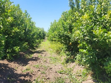 Venta / Parcela / Peumo