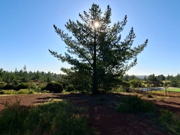 Venta / Parcela / Pichilemu