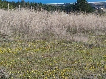 Venta / Parcela / Pichilemu