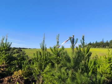 Venta / Parcela / Pichilemu