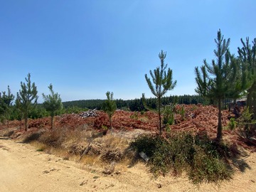 Venta / Parcela / Pichilemu