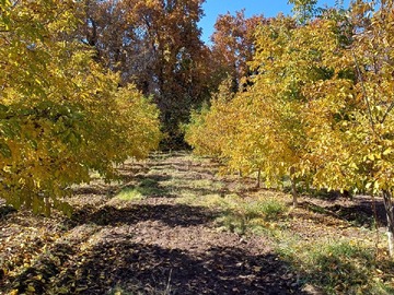 Venta / Parcela / Pirque