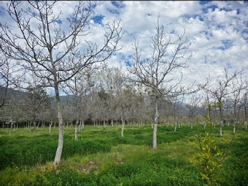 Venta / Parcela / Pirque