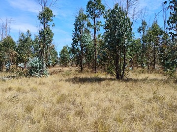 Venta / Parcela / Pitrufquén