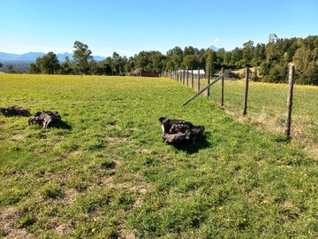 Venta / Parcela / Pitrufquén