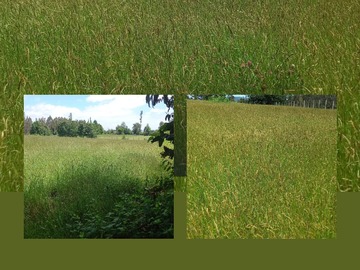 Venta / Parcela / Pitrufquén