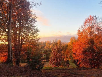 Venta / Parcela / Pucón