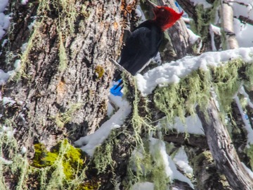 pajaro carpintero andino en el bosque de la parcela.