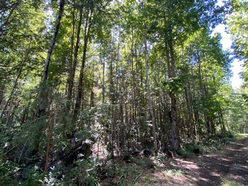 Venta / Parcela / Pucón