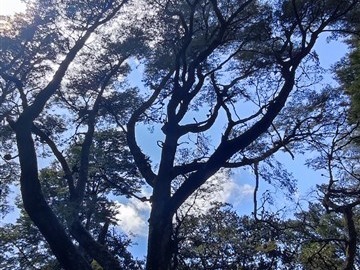 Imagen 4